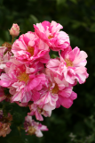 Rosa gallica 'Versicolor' RCP7-2013 29.JPG